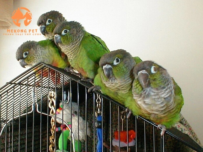 Vẹt má xanh green check  conure có thể sống trong môi trường lồng nuôi chật hẹp, chúng chó thể được thuần hóa bằng dây xích để không bay đi xa